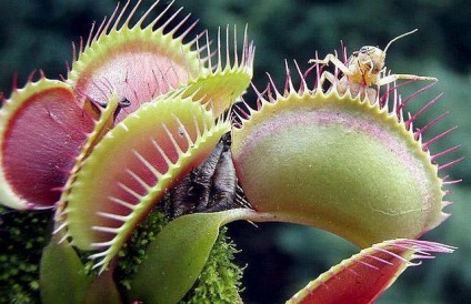 Росичка, мухоловка, непентес, сарраценія - комахоїдні рослини