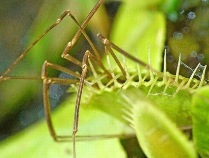 Rosyanka, flytrap, nepentesy, sarracenia - plante insectivore