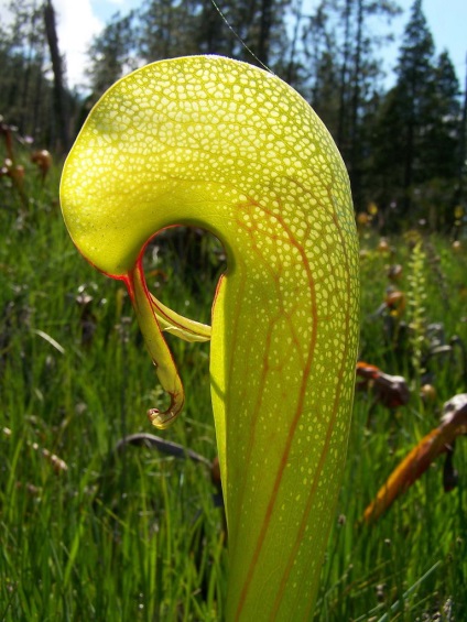 Rosyanka, flytrap, nepentesy, sarracenia - plante insectivore