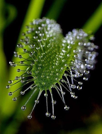 Rosyanka, flytrap, nepentesy, sarracenia - plante insectivore