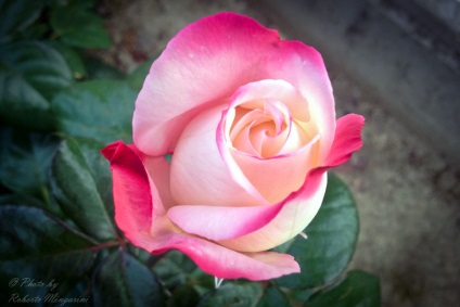 Rose - a virágok királynője