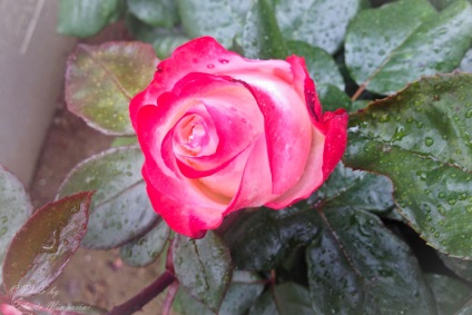 Rose este regina florilor