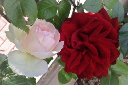 Rose este regina florilor