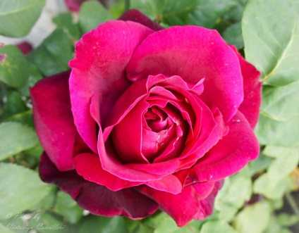 Роза - королева квітів