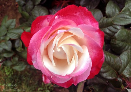 Rose este regina florilor