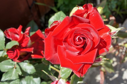 Роза - королева квітів