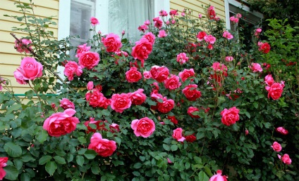 Rose Parade este o descriere alpinistă a varietății, fotografie, recenzii, plantare și îngrijire (video)