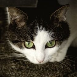 Szakadt és vágott sebek macskán (kezelés a homeopátia) - szól macskák és macskák szeretettel