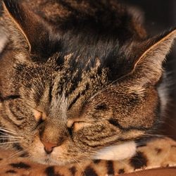 Рвані і різані рани у кішок (лікування гомеопатією) - все про котів і кішок з любов'ю