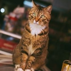 Szakadt és vágott sebek macskán (kezelés a homeopátia) - szól macskák és macskák szeretettel