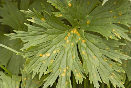 Rug de plante - lupta, tratamentul și metodele de profilaxie