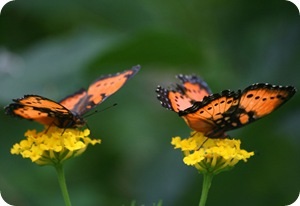 Butterfly kert, kedvenc virágok