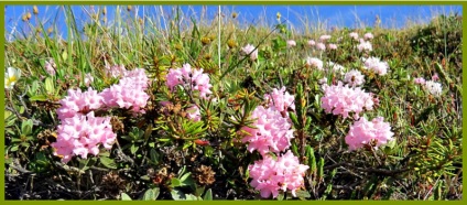 Sagan dile (rododendron adamsa) - energie naturală și naturală