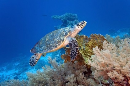 Cele mai adânci și cele mai periculoase găuri din ocean