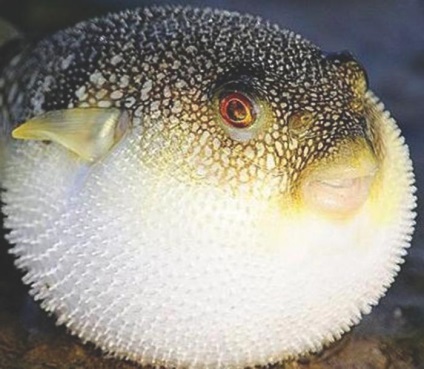 Cel mai otrăvitor pește din lume descrierea fotografiei