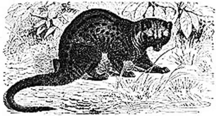 A legdrágább kávé - gyermek honlapján Zateeva (Luwak a legdrágább) A legdrágább kávé - gyermek honlapján Zateeva
