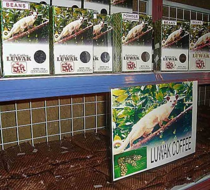A legdrágább kávé - gyermek honlapján Zateeva (Luwak a legdrágább) A legdrágább kávé - gyermek honlapján Zateeva