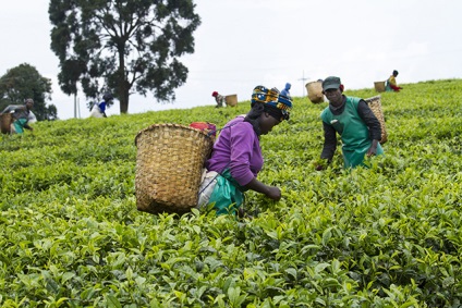 Найміцніший в світі - кенійський чай - teaterra, teaterra