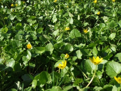 Ierburi comestibile de primăvară verde (flori sălbatice) - Urz urs