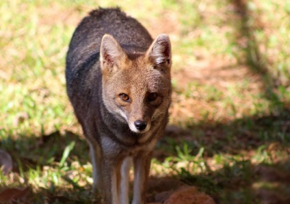 Сивий зорро - бразильська лисиця з незвичайним ім'ям