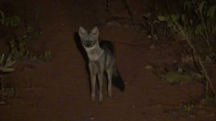 O vulpe zorro-braziliană cu părul alb cu un nume neobișnuit