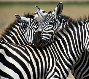 Secretele tortului de gătit - rețeta pas-cu-pasă zebră cu video și fotografie