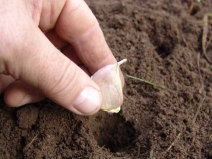 Secretele de usturoi în creștere de iarnă, grădinar (gospodărie)