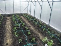 Secretele de usturoi în creștere de iarnă, grădinar (gospodărie)