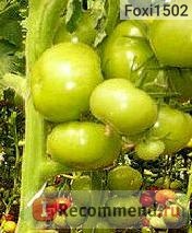 Насіння томату Аеліта санька - «найкращий сорт томата для відкритого грунту! Навіть той, хто ніколи