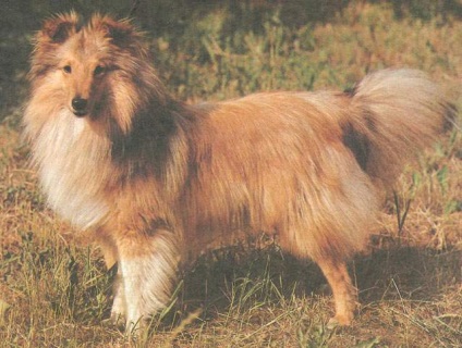 Sheltie az Atlas of kutyafajták