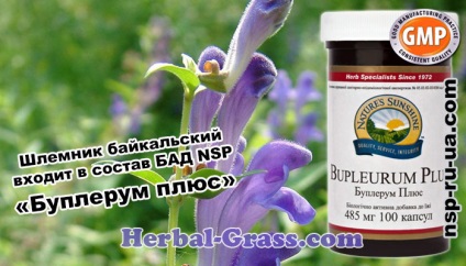 Skullcap Baikal - proprietăți utile, medicinale, contraindicații, utilizare în preparate (rele)