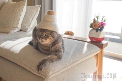 Pălării pentru pisici din lână proprie ...