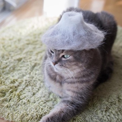 Pălării pentru pisici din lână proprie ...