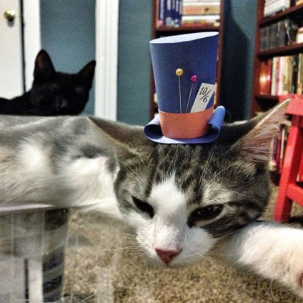 Pălării pentru pisici