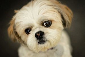 Zgomotul cățelușului shih-tzu și problemele cu tava