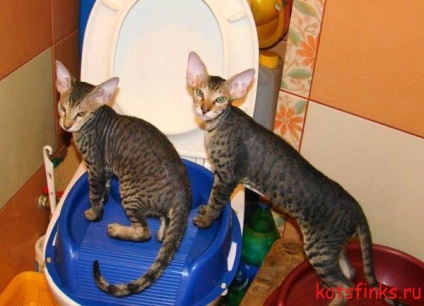 Sisteme-simulatoare de instruire a pisicii Sfinxului la toaleta, Sfinxul