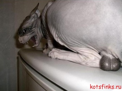 Rendszer szimulátorok szoktatás macska szfinx egy WC csésze, Sphinx