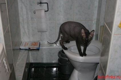 Rendszer szimulátorok szoktatás macska szfinx egy WC csésze, Sphinx