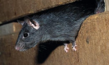 Скільки живуть щурі в домашніх умовах дикі і домашні