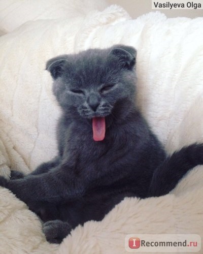 Скоттиш-фолд (шотландська висловуха кішка) - «моя маленька крихітка! Багато фото! Поради! », Відгуки