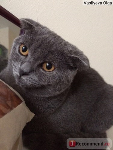 Scottish Fold (Scottish Folded Cat) - 