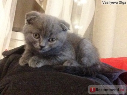 Scottish Fold (Scottish Folded Cat) - 