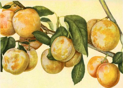 Слива персикова - опис і фото сорти, посадка і догляд, запилювачі, слива персикова мичурина,