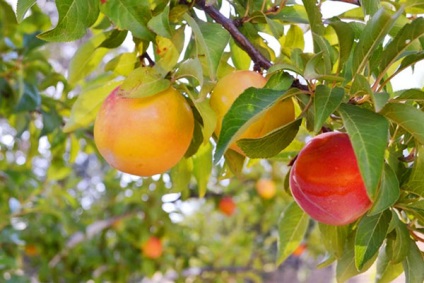 Prune piersic - descrierea și fotografia soiului, plantarea și îngrijirea, polenizatori, piersici prune michurin,