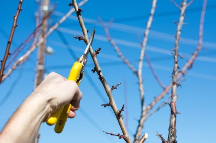 Descrierea și caracterizarea varietății de piersici, avantaje și dezavantaje, trăsături de plantare și