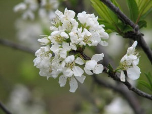 Descrierea piersicii prune și caracteristicile soiului