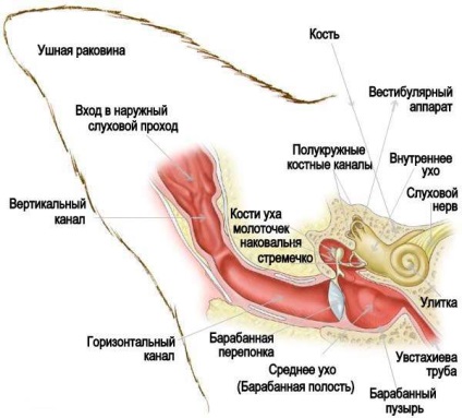 Слух кішки 1