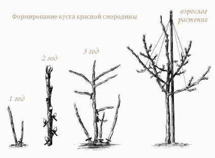 Смородина і агрус на штамбі особливості вирощування