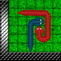 Snake battle - зміїні бої - навчання змії