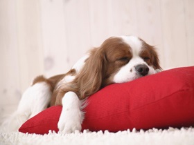 Собачий сон як варіант поведінки